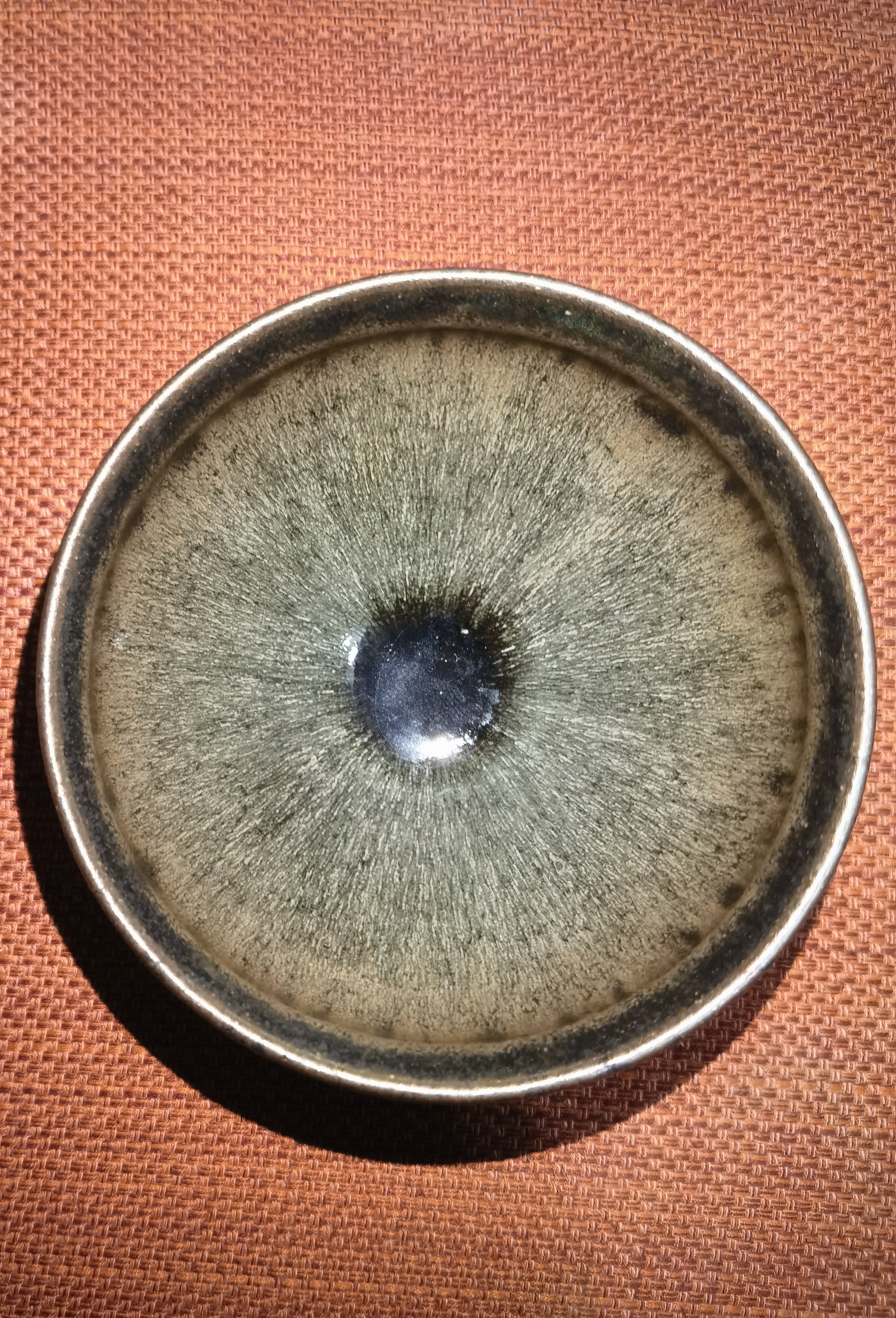 葉賜君